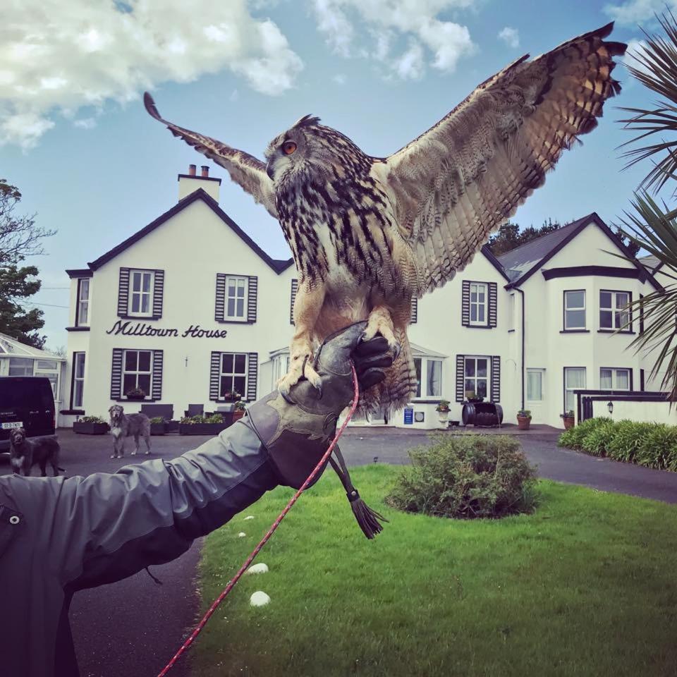 Milltown House Dingle Hotel Bagian luar foto